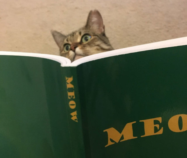 Meow le Livre pour les Chats