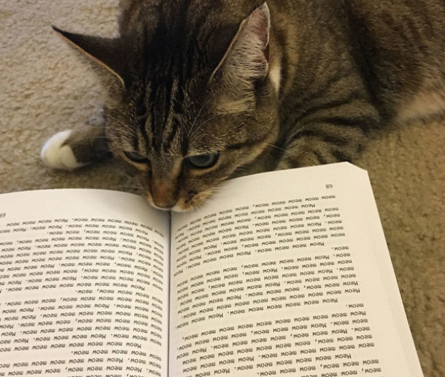 Meow le Livre pour les Chats